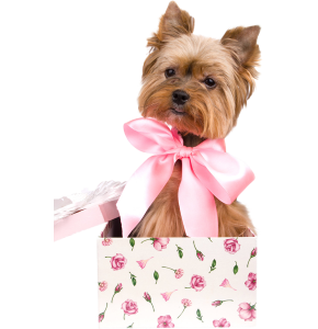 a pretty yorkie in a gift box